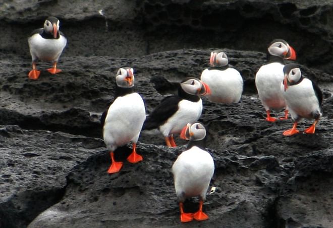 Horses & Puffins (Elfin Tour)