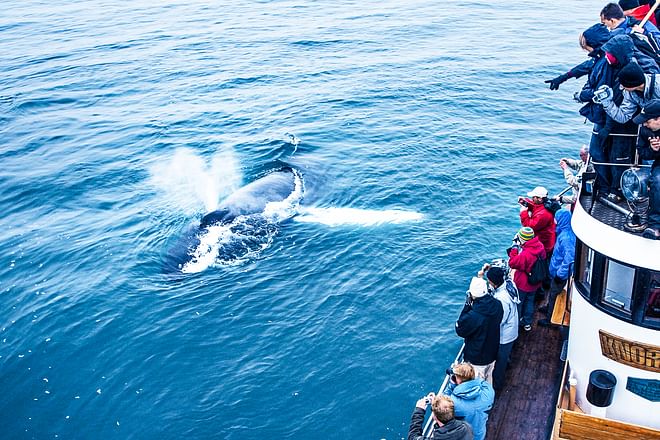 Whale Watching Eyjafjörður: From Árskógssandur