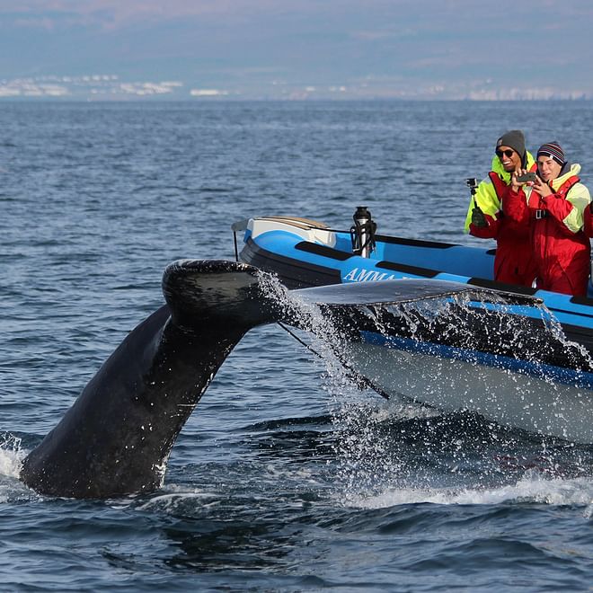GG2 Big Whale Safari & Puffins