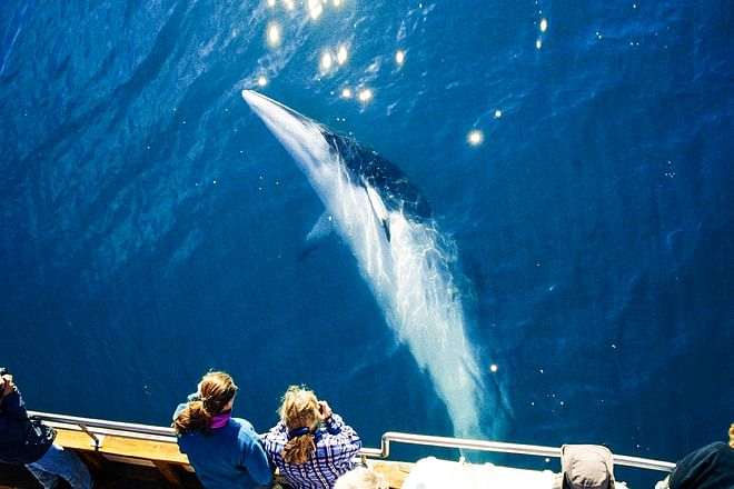Silent Whale Watching (Carbon-Neutral)