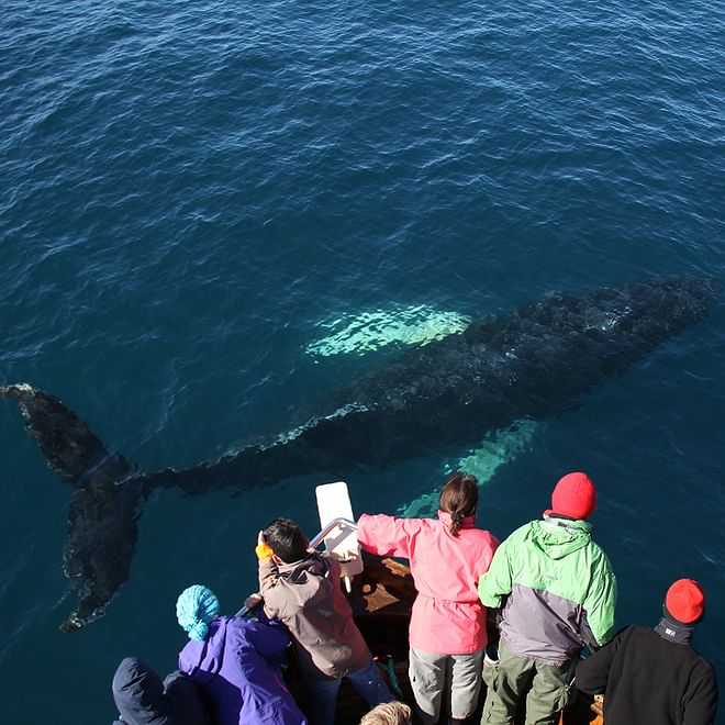 GG1 Whale Watching