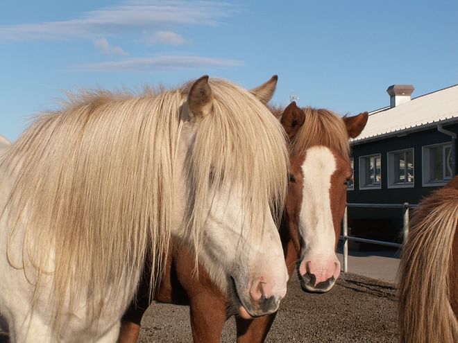 Horses and Waffles