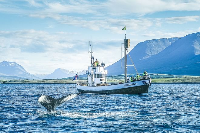 Whale Watching Eyjafjörður: From Árskógssandur