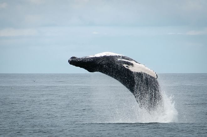 Laxnes & Whale watching
