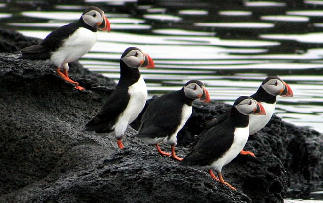 Whales & Puffins