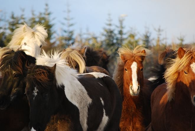 Whales & Horses