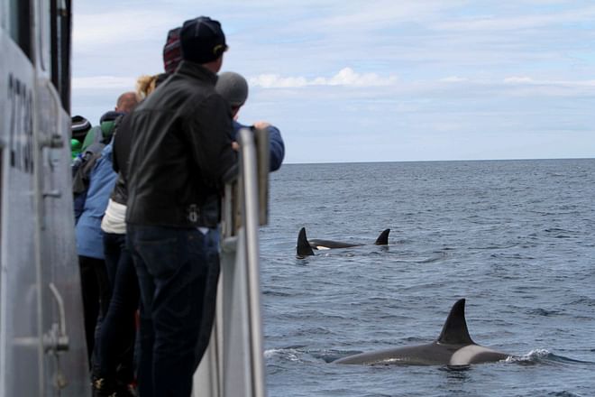 Whale Watching Ólafsvík 