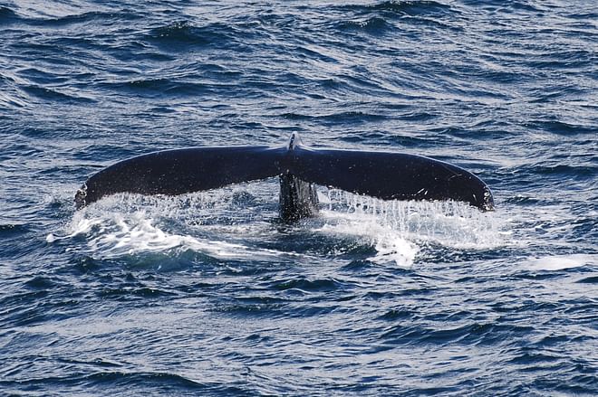 Whales & Puffins