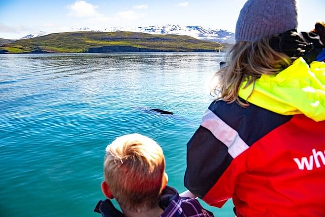100% Whale Watching