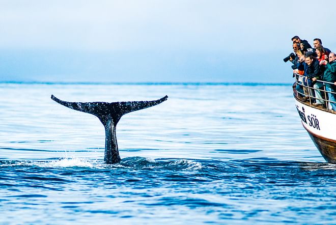 Húsavík Original Whale Watching