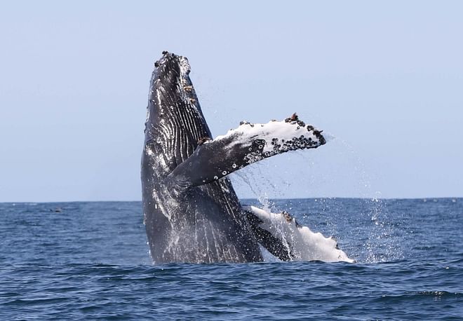 Whale Watching Hólmavík 