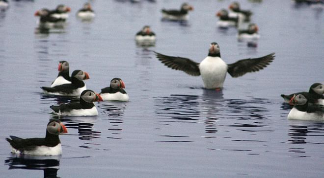 Whales & Puffins