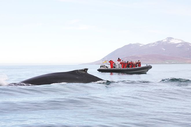 Express Whales, Eyjafjord & Akureyri