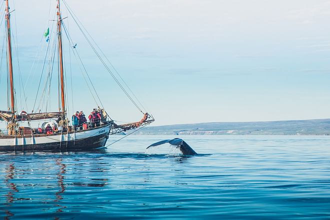 Whales and Sails