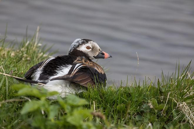 Birding Trail - TN Signature Birdwatching - 5 days