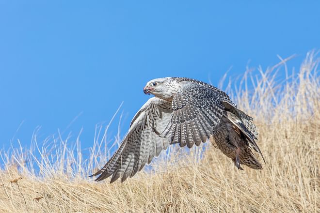 Birding Trail - TN Signature Birdwatching - 5 days