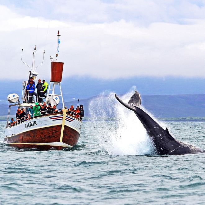 GG3 Whales & Horses
