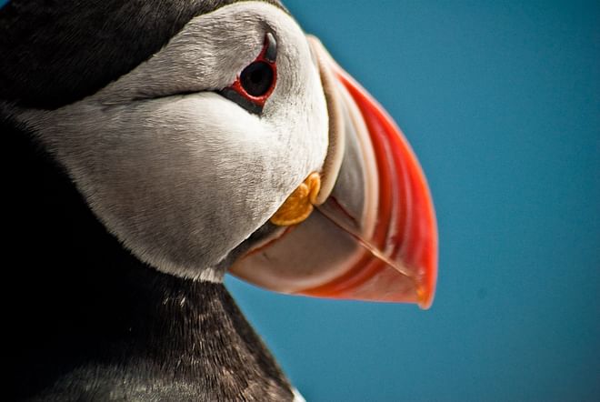 Horses & Puffins (Elfin Tour)