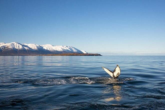 Whale Watching and Sea Angling Tour 