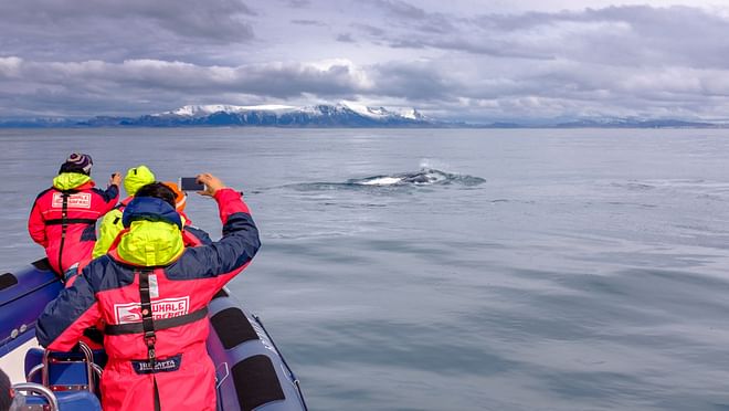Whales, Puffins & Reykjavík