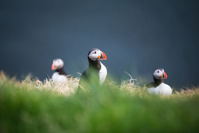 Whales and Puffins 