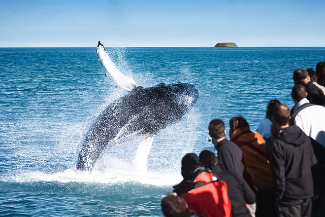 Húsavík Original Whale Watching