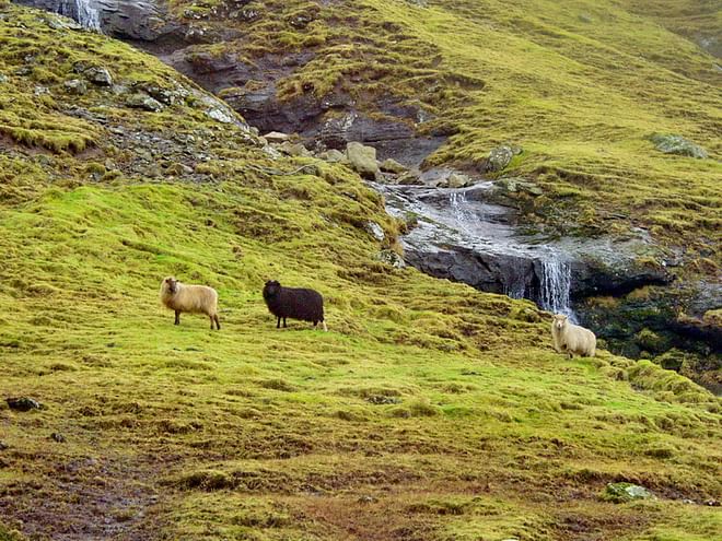 5 Day Tour A Glimpse of the Faroe Islands