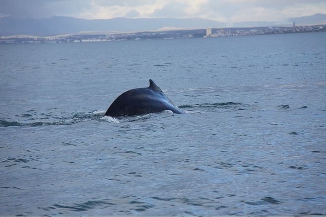 RIB Speedboat Whale Watching in Reykjavík