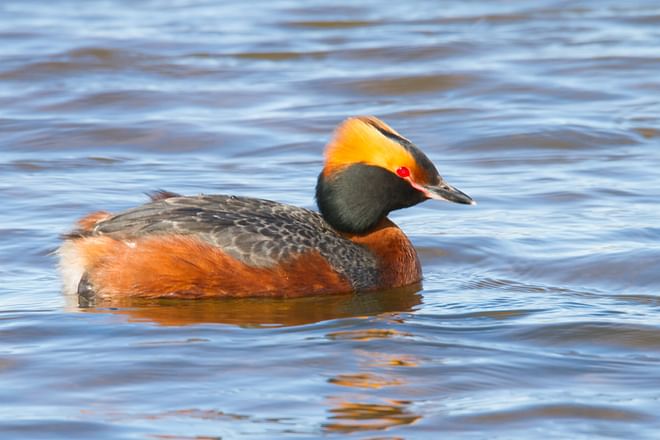 Birdwatching day tour: Lake Mývatn Area