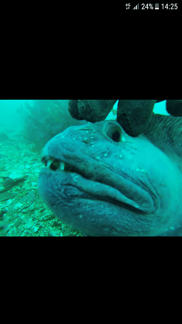 Freedive foodhunt 
