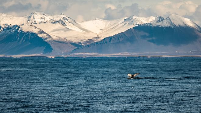 Whale Watching & Lava Show