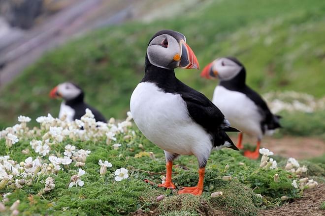 Private tour to Westman Islands with waterfall visit