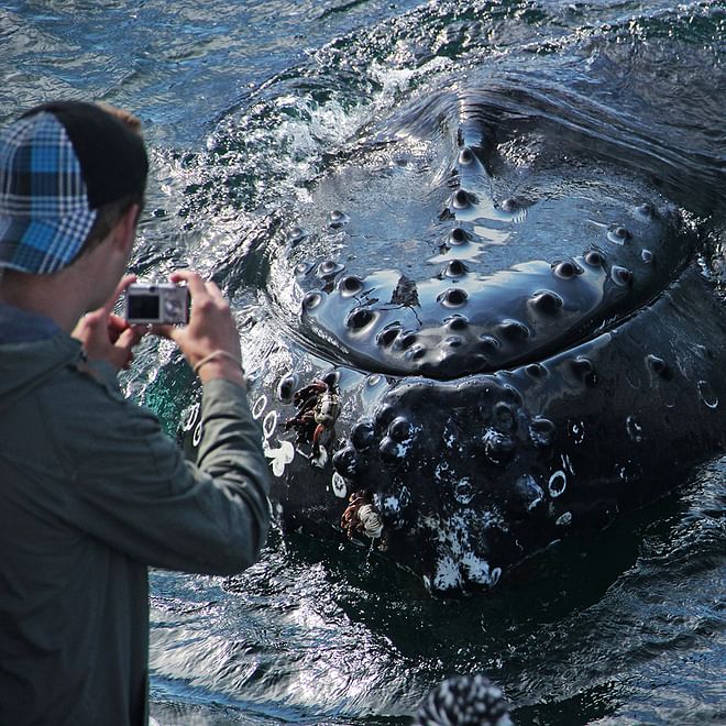 GG3 Whales & Horses