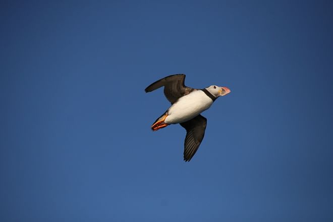04F - Horses and Puffins 