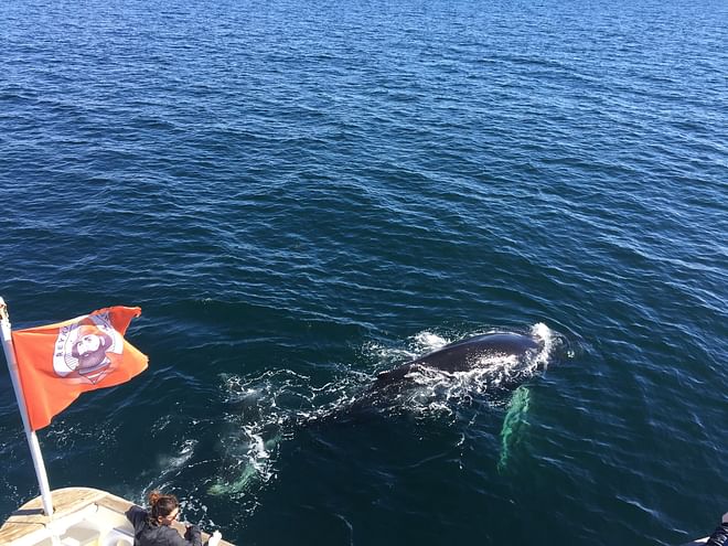Whale Watching & Northern lights Combo Cruise from Reykjavik