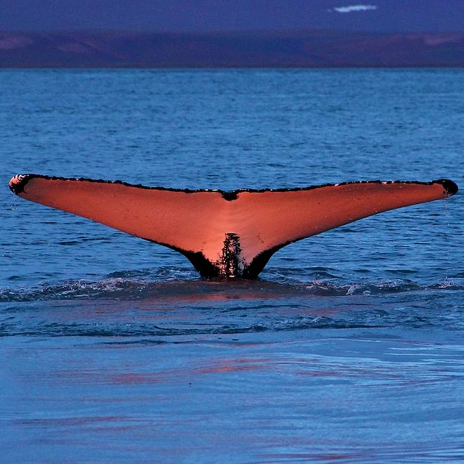 GG1 Whale Watching