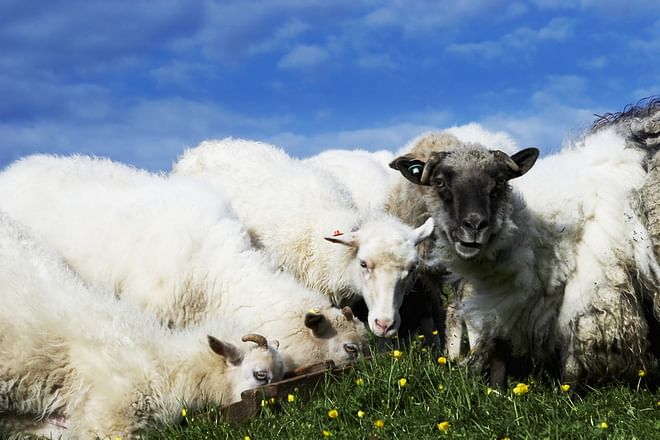 8 Day Self-drive Tour of the Faroe Islands