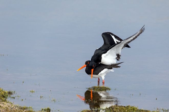 Birdwatching half day tour: Húsavík & surroundings