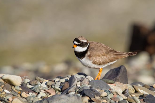 TN Complete Circle Birdwatching - 12 days