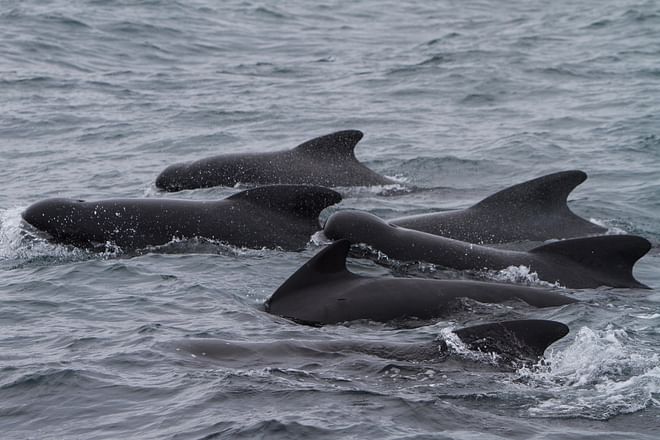 Whale Watching Hólmavík 