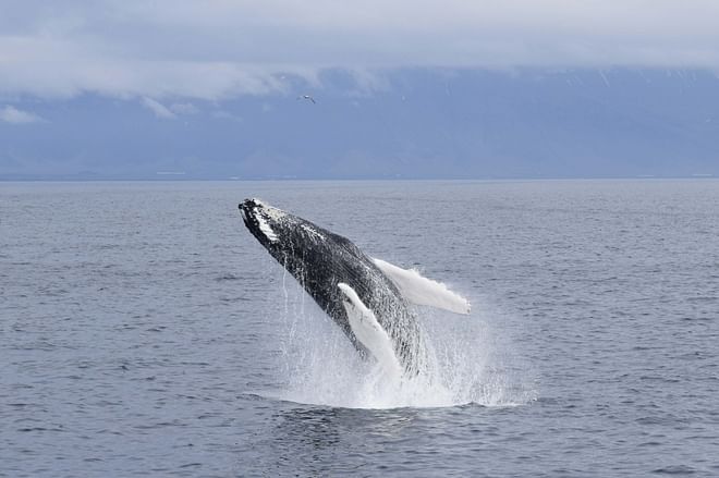 The Lava Tunnel and Whale Watching