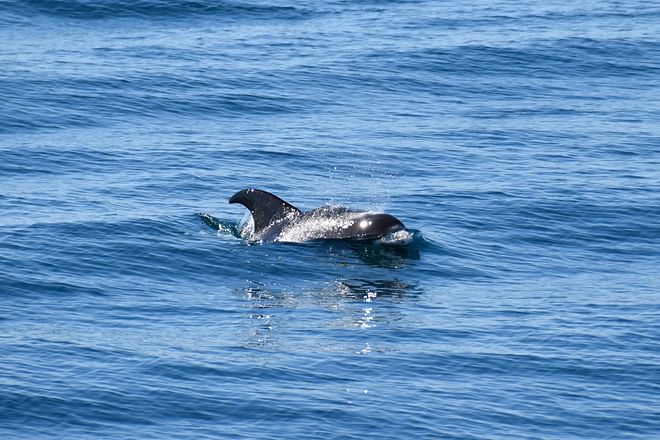 Whale Watching