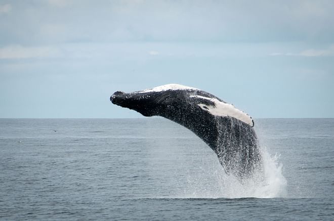 Whale Watching & Lava Show