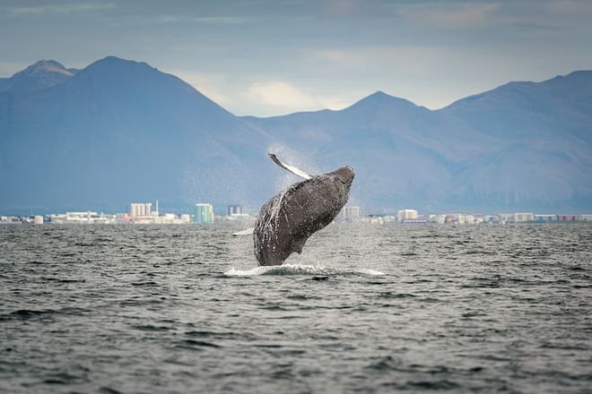 RIB Speedboat Whale Watching in Reykjavík