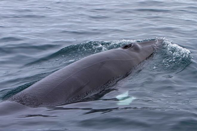 Whale Watching Hólmavík 