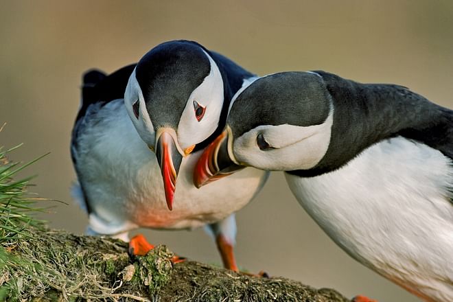Puffin Express by RIB Speedboat