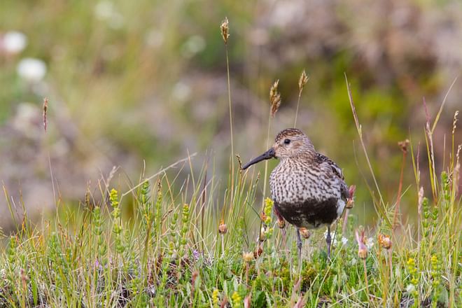 TN Highlights Birdwatching - 10 days