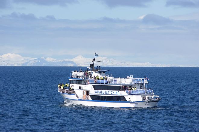 Whale Watching
