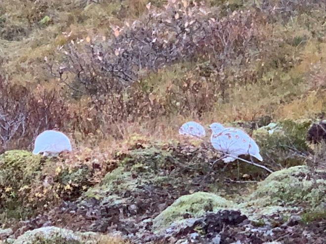 Afternoon Delight