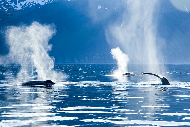 Silent Whale Watching (Carbon-Neutral)
